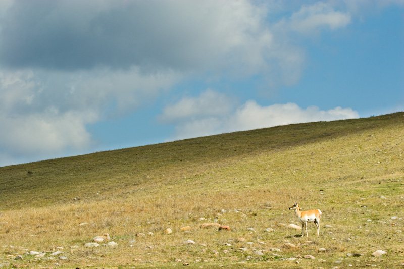 Pronghorn On Prairie